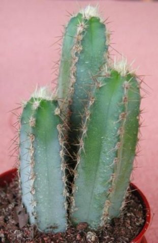cereus_validus_forbesii